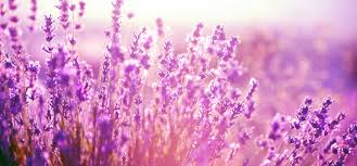 Lavendel Räucherstäbchen - Natural Line von Holy Smokes